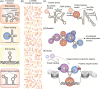 Figure 16.6. The modular domain structure and interactions of lncRNAs.