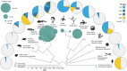 Figure 10.4. Distribution of TEs across eukaryote phylogeny.