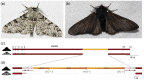 Figure 10.5. Adaptive evolution by transposon insertion into the first intron of the cortex gene of the British Peppered Moth (Biston betularia; panel A) in the early Industrial Revolution, which increases the expression the gene to create the sooty black form (Biston betularia f.