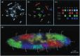 Figure 14.1. Chromosome territories (CTs) in the chicken fibroblast nucleus.