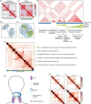 Figure 14.2. The structural features of topologically associating domains.