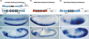 Figure 14.3. Restricted expression patterns of embryonic enhancers at two different developmental stages visualized by lacZ expression in transgenic Drosophila embryos.