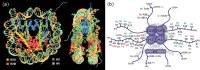 Figure 14.4. (a) Nucleosome structure showing histone octamer core, encircling DNA and protruding histone tails.