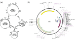 Figure 6.1. (a) The procedure used by Herb Boyer and colleagues to produce the plasmid cloning vector pPR322 containing unique restriction endonuclease sites with its two antibiotic resistance genes, such that recombinant plasmids may be identified by the insertional loss of one or the other.