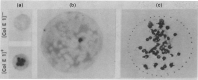 Figure 6.2. Autoradiographs of radiolabeled ColE1 plasmid RNA hybridized to lysed E.