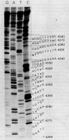 Figure 6.3. One of the autoradiographs presented by Sanger and colleagues in their 1977 paper on DNA sequencing, showing electrophoretic size separation of X174 DNA sequences copied in vitro from specific primers using radiolabeled nucleotide triphosphates, with each of the four separate reactions containing specific A, G, C or T chain terminating nucleotide analogs (ddATP, ddGTP, ddCTP and ddTTP).