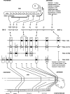 Figure 6.5. Schematic representation of the correlation between the Drosophila homeotic gene complexes and the murine (vertebrate) Hox gene network.