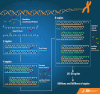 Figure 6.7. The principle of exponential amplification of targeted DNA sequences by PCR.