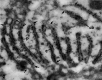 Figure 3.1. Electron micrograph of ‘ribosomes' associated with the endoplasmic reticulum and free in the cytoplasm of liver cells.