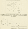 Figure 3.2. Jean Brachet's speculations on the flow of genetic information.