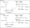 Figure 3.4. Jacob and Monod's 1961 models of the lac operon and the regulation of protein synthesis.