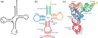 Figure 3.5. (a) The original two-dimensional representation of the cloverleaf structure of the ‘adaptor' alanine tRNA, drawn by Holley et al.