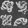 Figure 3.6. The first three-dimensional model of myoglobin obtained by X-ray analysis.