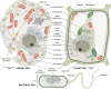 Figure 4.1. Comparison of prokaryotic and eukaryotic cell structures, original illustration by Heidi Cartwright.