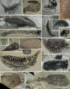 Figure 4.2. Cambrian fossils from the Burgess Shales, including ancestral arthropods (a–d, h–j, l–s), primitive chordates (e, f), annelid (g) and mollusk (k).