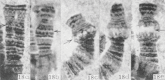 Figure 4.3. Micrographs of banded polytene chromosomes, arrows indicate ‘puffs'.