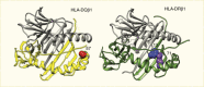 Two panel illustration. Left – H L A D Q molecule structure with amino acid at position 57. Right – H L A D R molecule structure with amino acids at positions 13 and 71.