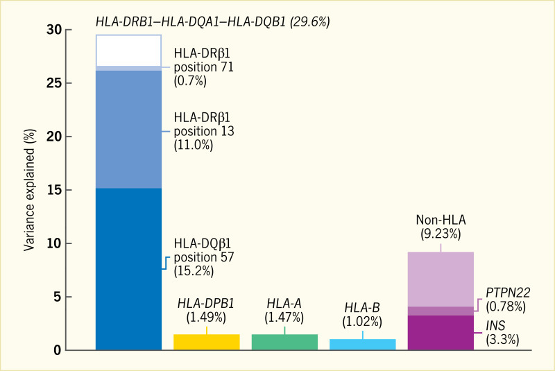 Bar chart showing the proportion of phenotypic variance explained by various H L A haplotypes, indicating that almost one third of type 1 diabetes risk is attributable to three amino acid positions.