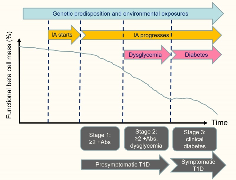 Graphical depiction of beta cell mass loss over time by corresponding disease stage, indicating that the most significant decline in cell mass is during stage 2, dysglycemia.