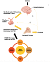 MSBR and Stress