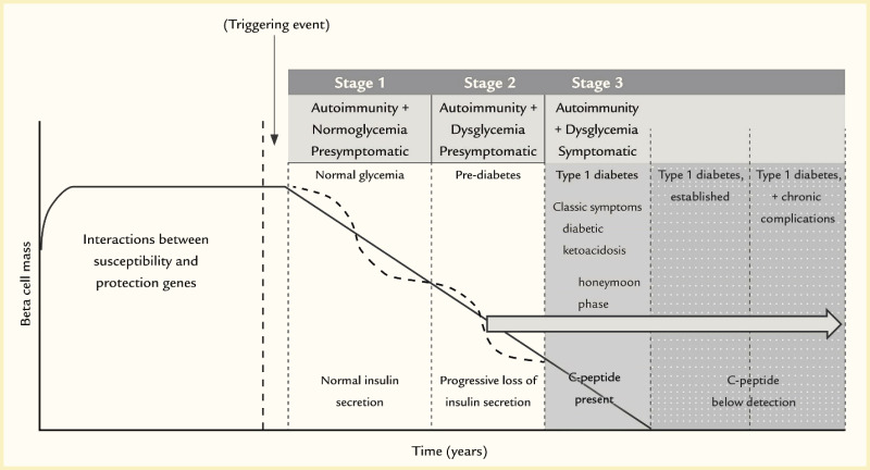 Line graph showing two theories of beta cell mass loss, including a linear loss of beta cells and stepped decline of beta cells with periods of plateaus, throughout the stages of type 1 diabetes.