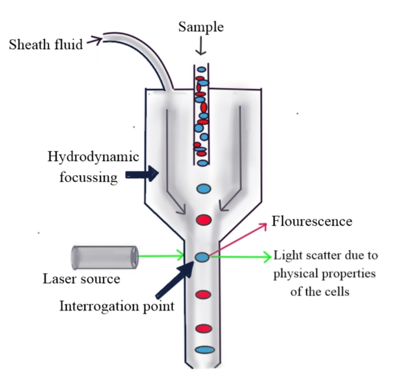 Principle of Flow Cytometry