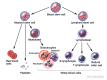 Blood cell development