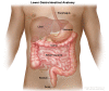 Anatomy of the lower gastrointestinal (digestive) system showing the colon, rectum, and anus