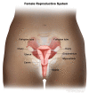 Anatomy of the female reproductive system