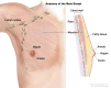 Anatomy of the male breast