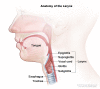 Anatomy of the larynx