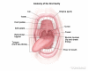 Anatomy of the oral cavity