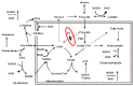 Figure 1. . Diagrammatic representation of the metabolic pathways affected by pyruvate carboxylase (PC) deficiency.