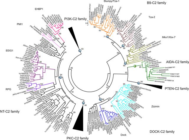 Novel C2 superfamily classification