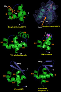 A small version of the helix-turn-helix domain