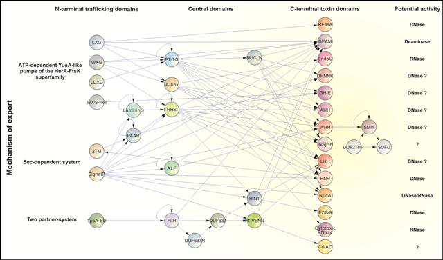 Novel immunity system