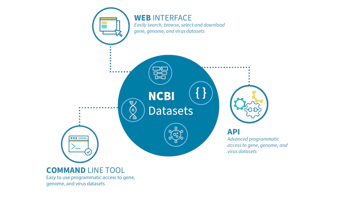 schematic showing the NCBI Datasets available interfaces: web, API and command line tool