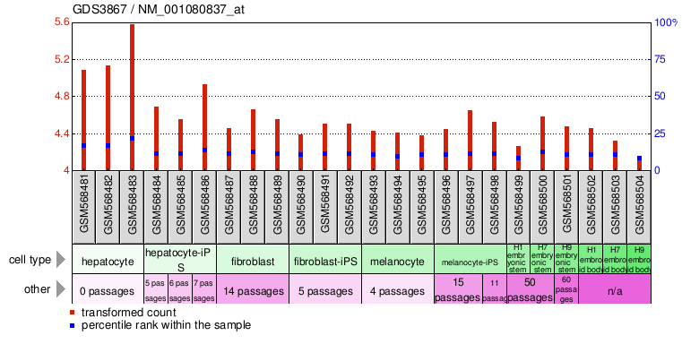 Gene Expression Profile